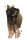 PENTHOUSE Spicy Whisper Black XL