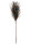 Peacock Tickler