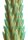 XR Brands Stegosaurus-Kaktus-Reptil Silikon Dildo gr&uuml;n