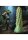 XR Brands Stegosaurus-Kaktus-Reptil Silikon Dildo gr&uuml;n
