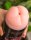 LoveToy Virgin-Skin Blowout Double Side Stroker Vagina and Ass